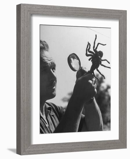 Man Examining a Large Spider, a Tarantula-Alfred Eisenstaedt-Framed Photographic Print