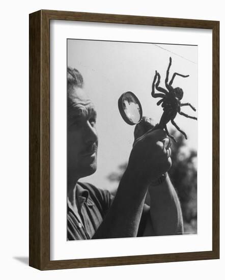 Man Examining a Large Spider, a Tarantula-Alfred Eisenstaedt-Framed Photographic Print