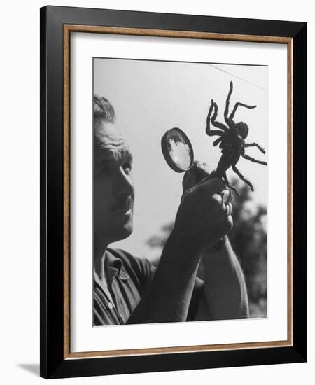 Man Examining a Large Spider, a Tarantula-Alfred Eisenstaedt-Framed Photographic Print