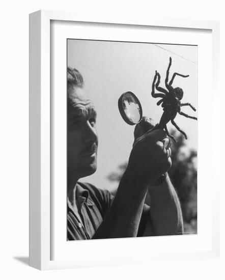 Man Examining a Large Spider, a Tarantula-Alfred Eisenstaedt-Framed Photographic Print