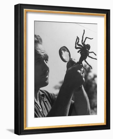 Man Examining a Large Spider, a Tarantula-Alfred Eisenstaedt-Framed Photographic Print