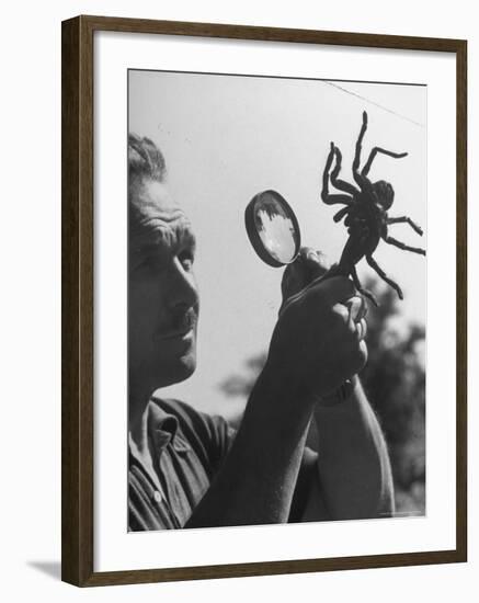 Man Examining a Large Spider, a Tarantula-Alfred Eisenstaedt-Framed Photographic Print