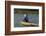 Man fishing from boat on Thu Bon River, Hoi An, Vietnam-David Wall-Framed Photographic Print