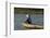 Man fishing from boat on Thu Bon River, Hoi An, Vietnam-David Wall-Framed Photographic Print