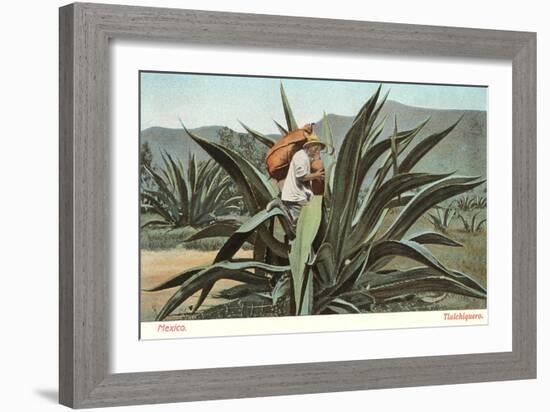 Man Harvesting Maguey Juice for Tequila, Mexico-null-Framed Art Print