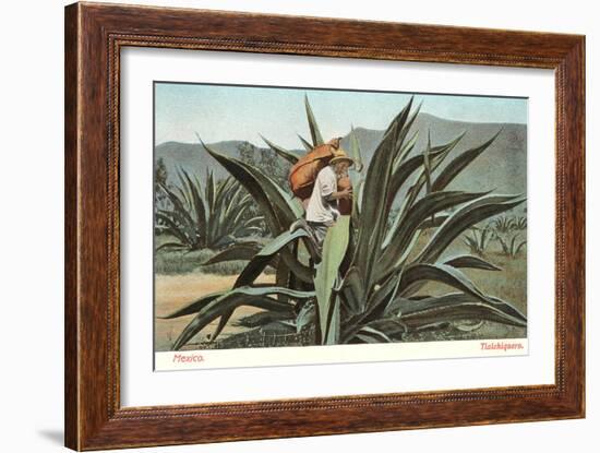 Man Harvesting Maguey Juice for Tequila, Mexico-null-Framed Art Print