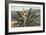 Man Harvesting Maguey Juice for Tequila, Mexico-null-Framed Art Print