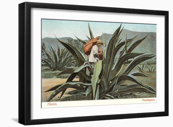 Man Harvesting Maguey Juice for Tequila, Mexico-null-Framed Art Print