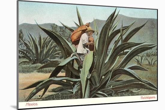 Man Harvesting Maguey Juice for Tequila, Mexico-null-Mounted Art Print