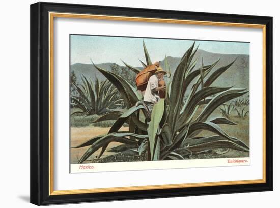 Man Harvesting Maguey Juice for Tequila, Mexico-null-Framed Art Print