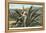 Man Harvesting Maguey Juice for Tequila, Mexico-null-Framed Stretched Canvas