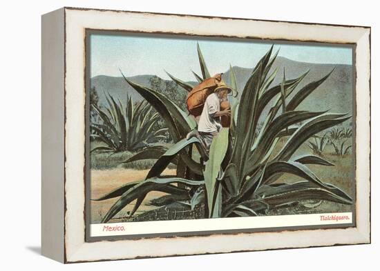 Man Harvesting Maguey Juice for Tequila, Mexico-null-Framed Stretched Canvas