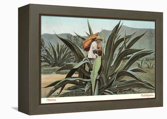 Man Harvesting Maguey Juice for Tequila, Mexico-null-Framed Stretched Canvas