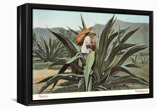 Man Harvesting Maguey Juice for Tequila, Mexico-null-Framed Stretched Canvas