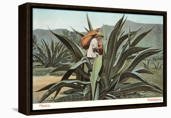 Man Harvesting Maguey Juice for Tequila, Mexico-null-Framed Stretched Canvas