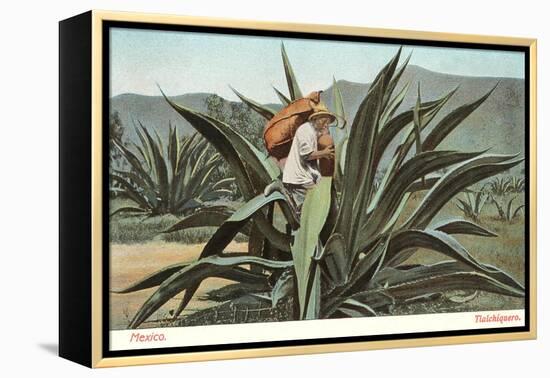 Man Harvesting Maguey Juice for Tequila, Mexico-null-Framed Stretched Canvas