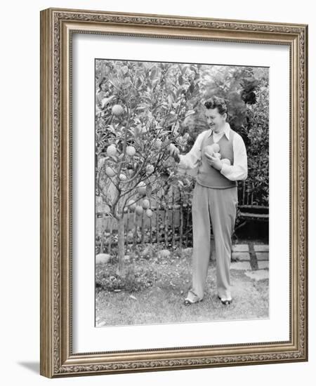 Man Harvesting Oranges from His Tree-null-Framed Photo