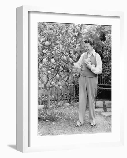 Man Harvesting Oranges from His Tree-null-Framed Photo
