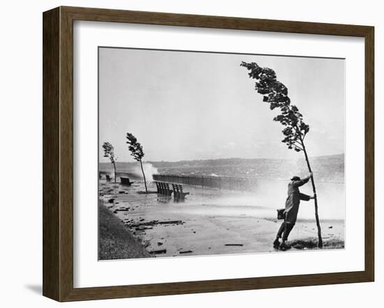 Man Holding onto Tree during Hurricane Carol-Stanley Hall-Framed Photographic Print