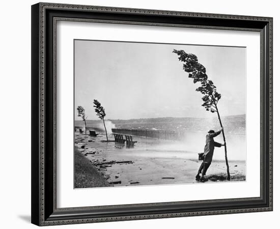 Man Holding onto Tree during Hurricane Carol-Stanley Hall-Framed Photographic Print