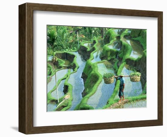 Man in Rice Paddies, Bali, Indonesia-Peter Adams-Framed Photographic Print