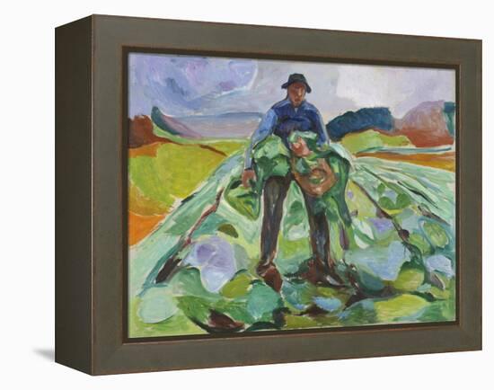 Man in the Cabbage Field, 1916 (Oil on Canvas)-Edvard Munch-Framed Premier Image Canvas