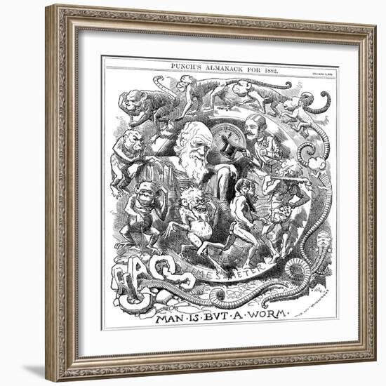 Man Is But a Worm, Cartoon from Punch Showing Evolution from Worm to Man, 1881-null-Framed Giclee Print