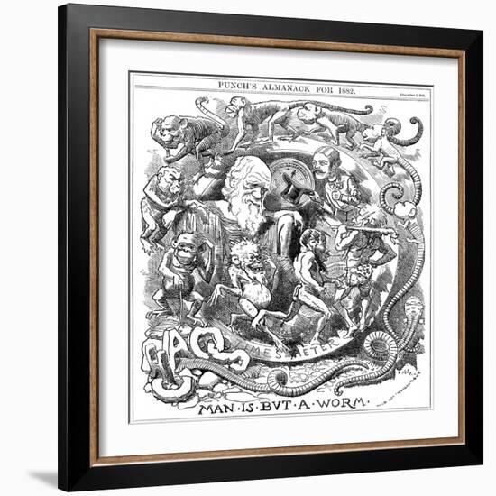 Man Is But a Worm, Cartoon from Punch Showing Evolution from Worm to Man, 1881-null-Framed Giclee Print