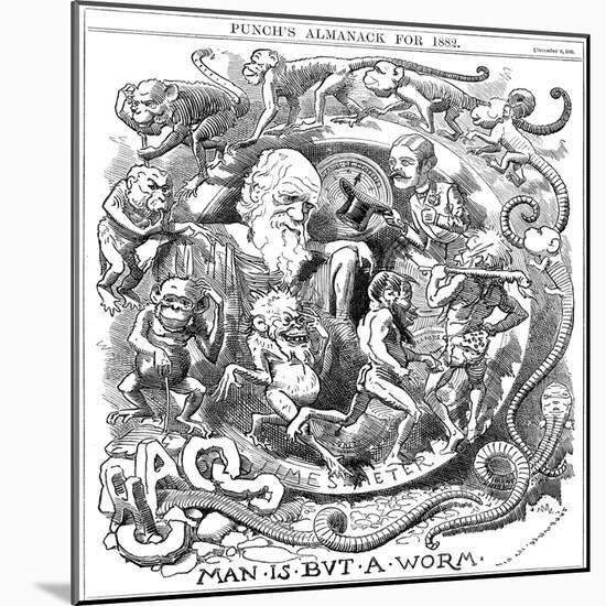 Man Is But a Worm, Cartoon from Punch Showing Evolution from Worm to Man, 1881-null-Mounted Giclee Print