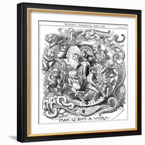 Man Is But a Worm, Cartoon from Punch Showing Evolution from Worm to Man, 1881-null-Framed Giclee Print