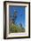 Man jumping from a bamboo tower, Pentecost land diving, Pentecost, Vanuatu, Pacific-Michael Runkel-Framed Photographic Print