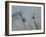 Man Leading Horse-Lincoln Seligman-Framed Giclee Print