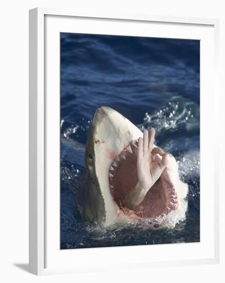 Man Making Okay Sign from Shark's Mouth-DLILLC-Framed Photographic Print