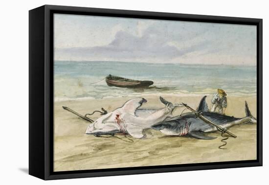 Man Measuring Two Dead Sharks on a Beach, Walvis Bay, Namibia, 1861-Thomas Baines-Framed Premier Image Canvas