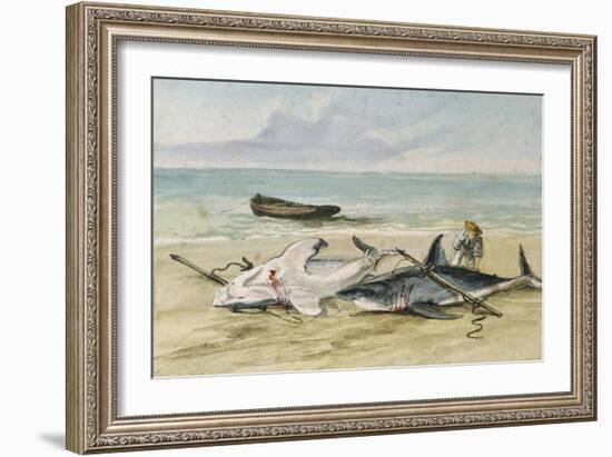 Man Measuring Two Dead Sharks on a Beach, Walvis Bay, Namibia, 1861-Thomas Baines-Framed Giclee Print