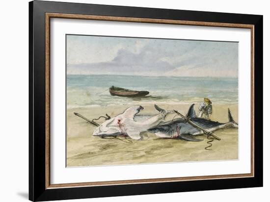 Man Measuring Two Dead Sharks on a Beach, Walvis Bay, Namibia, 1861-Thomas Baines-Framed Giclee Print