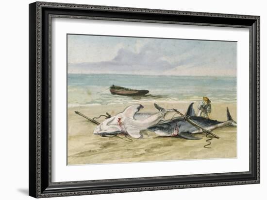 Man Measuring Two Dead Sharks on a Beach, Walvis Bay, Namibia, 1861-Thomas Baines-Framed Giclee Print