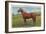 Man O'War, Kentucky Thoroughbred-null-Framed Art Print