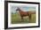 Man O'War, Kentucky Thoroughbred-null-Framed Art Print