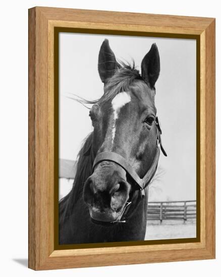 Man O' War Relaxing on His Farm-Bettmann-Framed Premier Image Canvas