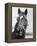 Man O' War Relaxing on His Farm-Bettmann-Framed Premier Image Canvas