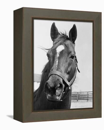 Man O' War Relaxing on His Farm-Bettmann-Framed Premier Image Canvas