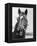 Man O' War Relaxing on His Farm-Bettmann-Framed Premier Image Canvas