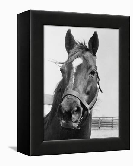 Man O' War Relaxing on His Farm-Bettmann-Framed Premier Image Canvas