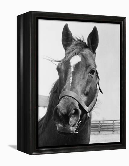 Man O' War Relaxing on His Farm-Bettmann-Framed Premier Image Canvas