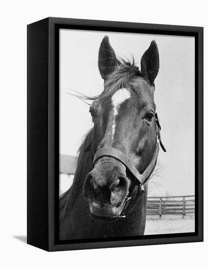 Man O' War Relaxing on His Farm-Bettmann-Framed Premier Image Canvas