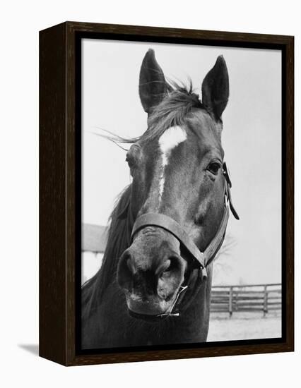 Man O' War Relaxing on His Farm-Bettmann-Framed Premier Image Canvas