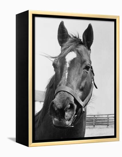 Man O' War Relaxing on His Farm-Bettmann-Framed Premier Image Canvas