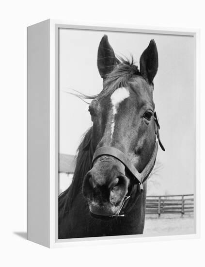 Man O' War Relaxing on His Farm-Bettmann-Framed Premier Image Canvas