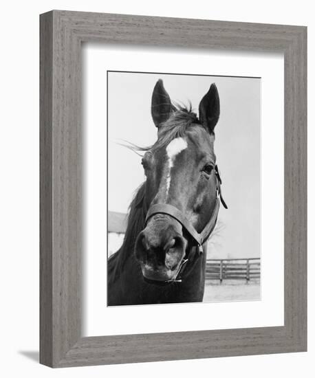 Man O' War Relaxing on His Farm-Bettmann-Framed Premium Photographic Print